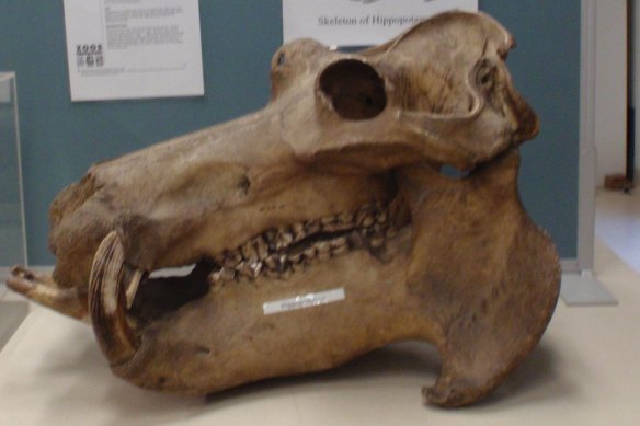 A complete hippopotamus skull stolen from The University of Sydney.