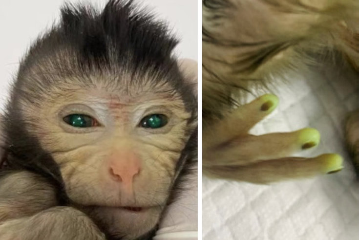 Chinese finger monkey hotsell