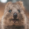 Koalas, quokkas make 100 threatened species list but hundreds more miss out
