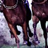 Race-by-race preview and tips for Gunnedah on Sunday