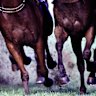 Racing returns to Wagga on Sunday.