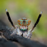 The maratus yanchep.