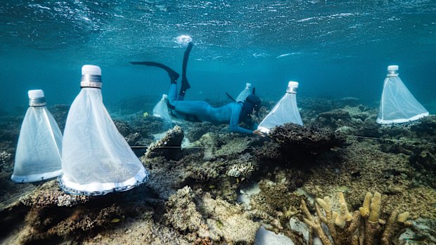 Coral restoration project Ningaloo Reef WA.