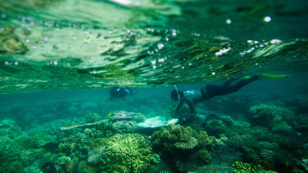 Coral biologists Emily Howells and David Abrego aren’t ready to give up on the reef.