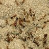‘Downright dangerous’: National body responds to claims officers ‘planted fire ants’