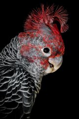 Gang-gang cockatoos were added to Australia’s endangered species list this year. 