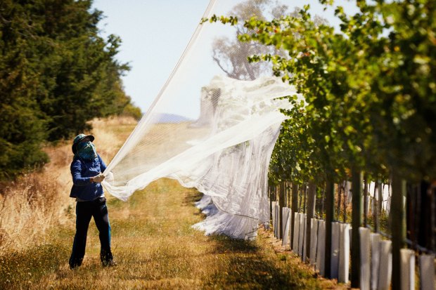 Clonakilla’s Shiraz Viognier kicked off a fashion for lighter, finer, more aromatic shirazes.