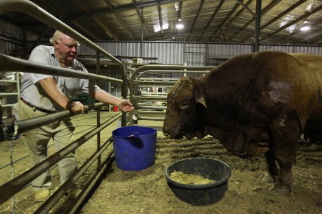 Stephen Lill, owner of a stud farm, with his prized bull Red Valentino who was severely burnt in the bushfire and had to be put down.