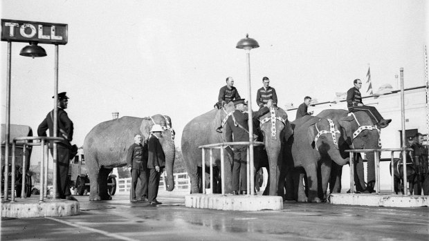 Elephants on the bridge to advertise Wirth's circus. 