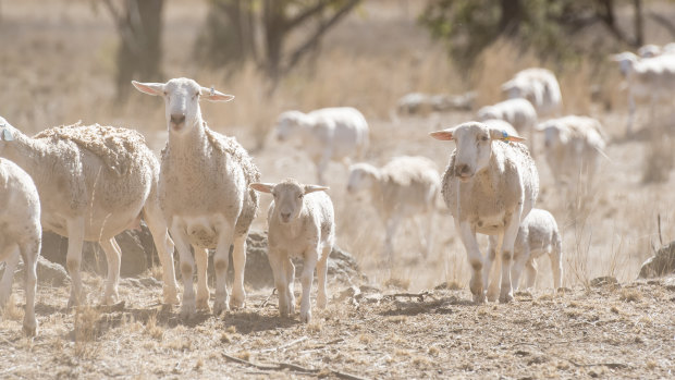 Sheep farm at Manilla near Tamworth: most of the state is in drought.