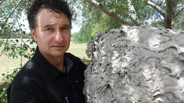 Jim Bariesheff with a huge wasp nest. 