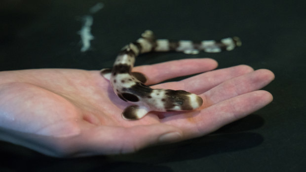 Researchers have found as climate change causes ocean temperatures to rise, baby sharks will hatch earlier, putting pressure on their surrounding ecosystem.