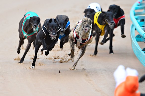 From 2026 greyhound racing will be banned in New Zealand, joining Italy, Argentina and parts of the US.