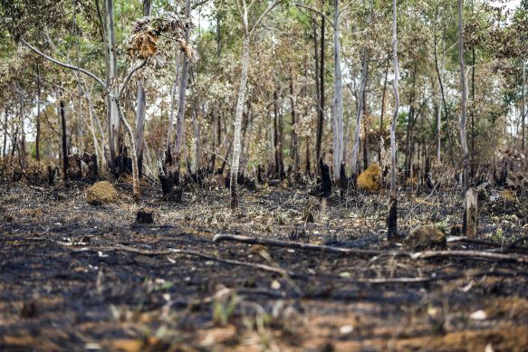 The aftermath of fires in Alto Paraiso municipality, Brazil.