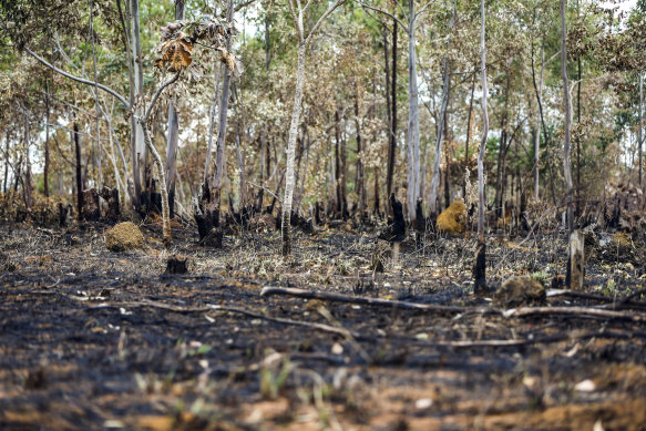 The aftermath of fires in the Veadeiros Plain national park in the state of Goias, Brazil.