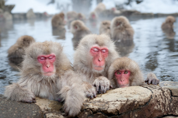 Nagano’s famous snow monkeys can be seen on a day trip from Tokyo. 
