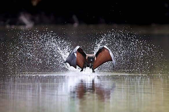 Um morcego entra na água para se refrescar em Kew. 