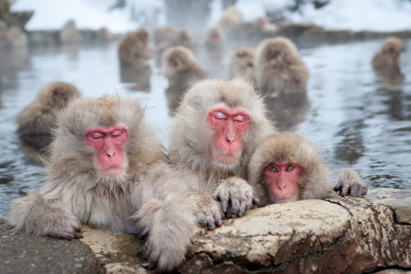 Nagano’s famous snow monkeys enjoy winter in Japan.