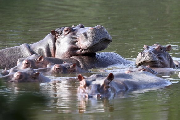 Hippos float in the lake at Hacienda Napoles Park, once the private estate of drug kingpin Pablo Escobar.