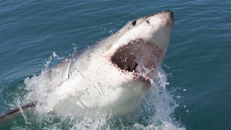 Australia second for shark bites as numbers fall worldwide