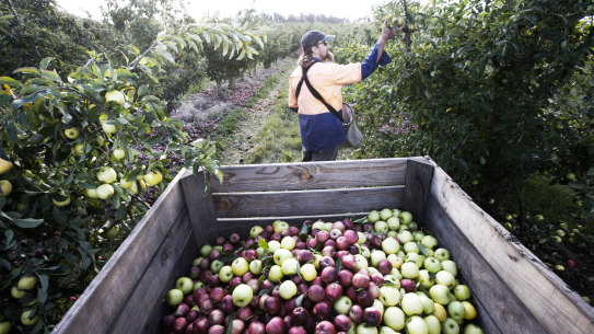 Farmers are calling for an urgent solution to labour shortages as harvest heats up. 