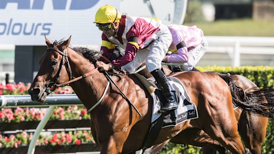 Fierce Impact will be set for this year's Cox Plate after his owners turned down a stud offer.
