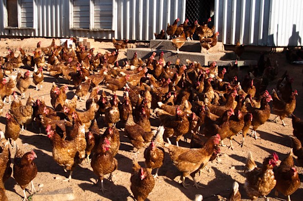 H5N1 bird flu: Experts say don’t panic buy after potential NSW bird flu ...