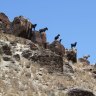 Drones, dingoes and thermal cameras: The new war on feral goats