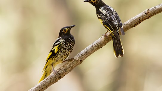 Regent honeyeaters in the Capertee Valley, NSW. 