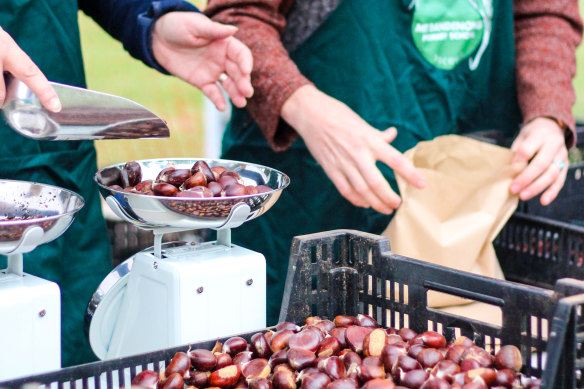 School groups forage for the chestnuts roasted at Kalorama.