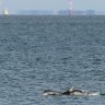 Dolphins frolic in Port Phillip Bay.