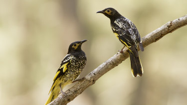 Regent honeyeaters in the Capertee Valley, NSW. 