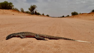 Wildlife like this goanna near Menindee on the Darling - and all other life forms - are being roasted in extreme temperatures across inland Australia.