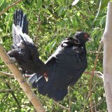 In folklore, the familiar call of the koel is seen as a harbinger of stormy weather.