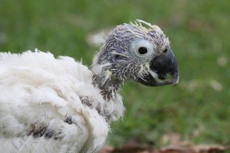 Fatal Virus That Makes Bird Feathers Fall Out Could Drive Extinctions