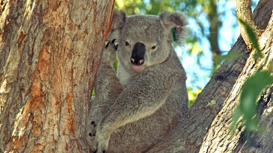 Researchers hope a world-first vaccine will bring wild koalas back from the brink.