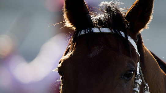 There are eight races on the card at Wagga Wagga on Monday.