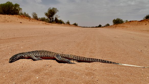 Wildlife like this goanna near Menindee on the Darling - and all other life forms - are being roasted in extreme temperatures across inland Australia.