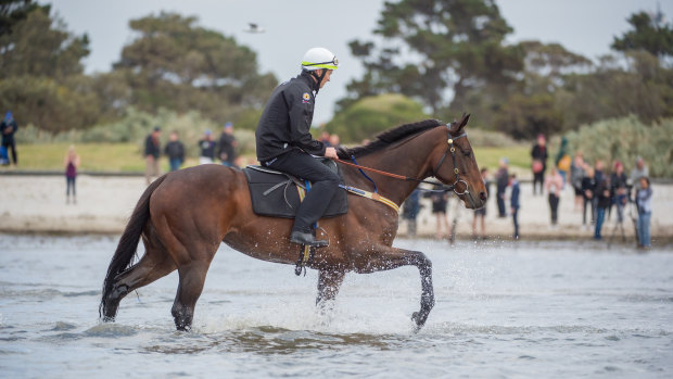 Life’s a beach: Crowds flocked to Altona to see Winx have a recovery paddle after the mare’s  Cox Plate heroics.