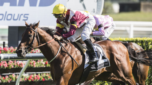 Cup contender: Fierce Impact could be heading to the Doomben Cup on a quick back-up