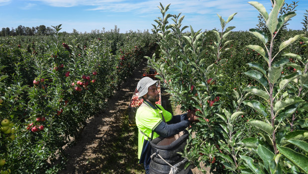 Fredo Gedeon picking royal gala apples on Fruit grower Peter Hall’s property. 