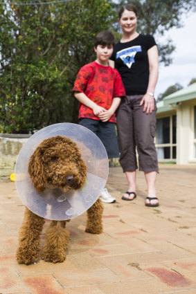 Georgia Richardson and her son Owen, 11, with injured Coco. She says dog attack laws are far too lenient in the ACT.