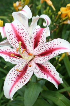 Now is your last chance to plant lily bulbs for spring and summer flowering.