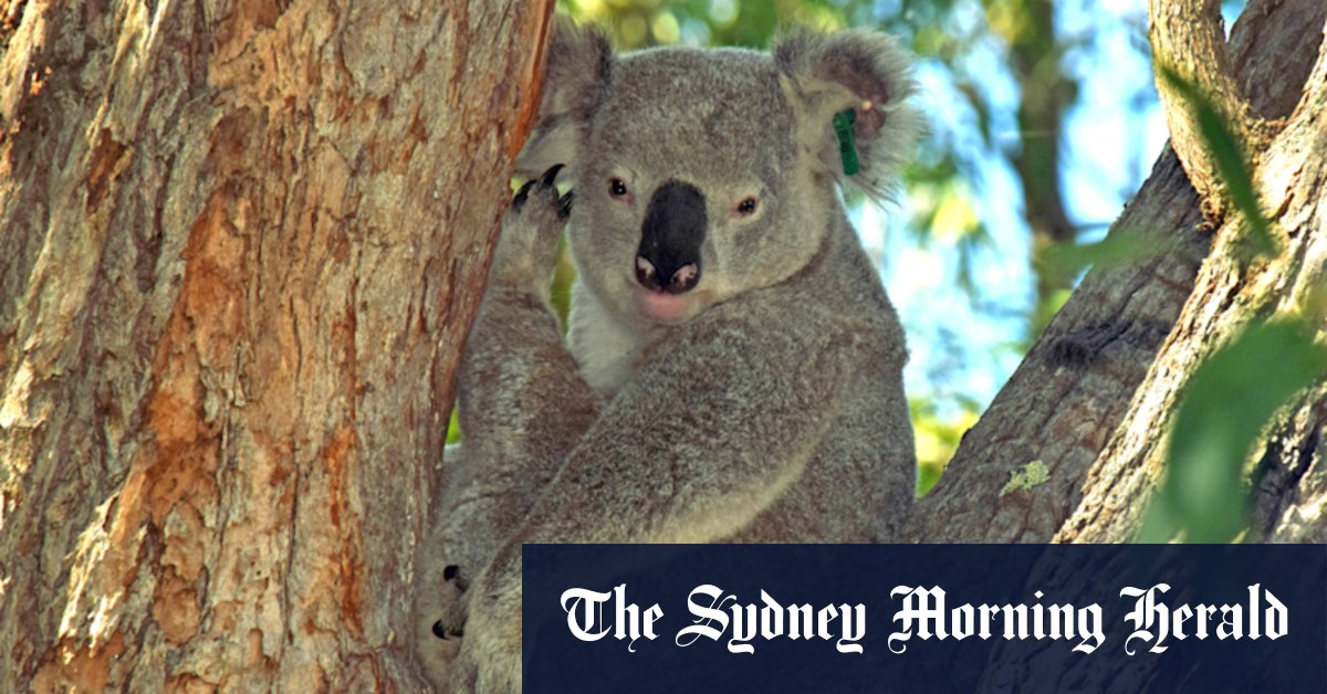 World-first koala chlamydia vaccine approved for use
