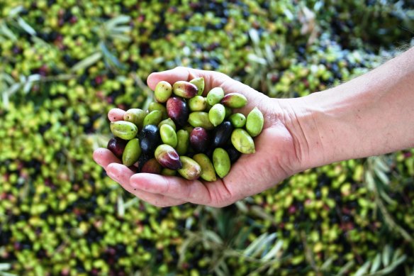 Cobram Estate olives.