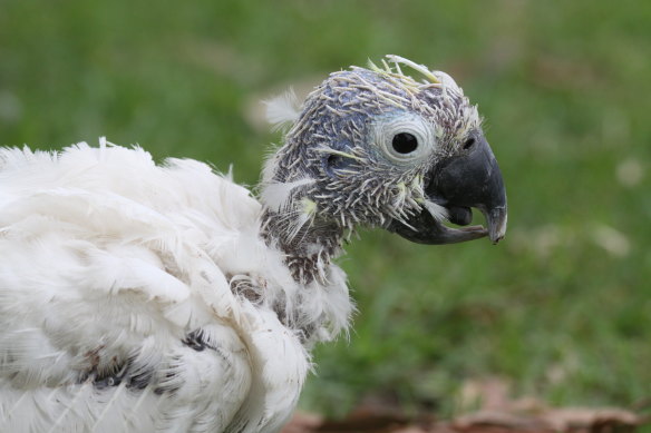 A sulphur-crested cockatoo suffering the effects of beak and feather virus.