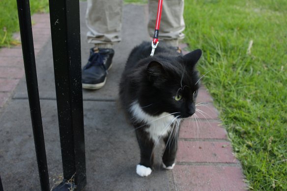 Sherryn’s other rescue cat Ziggy heads off on an evening stroll.