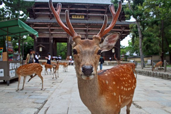 The sika deer at Nara Park steal the show.