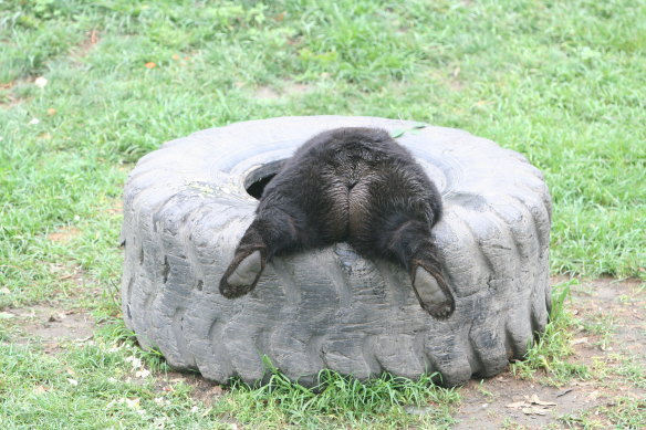 Both moon and sun bears live in grassy enclosures peppered with pools, trees, tripods, tunnels and swings.