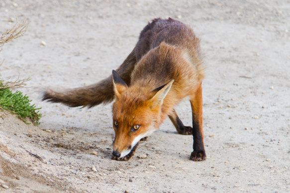 A fox on the prowl in Victoria. 